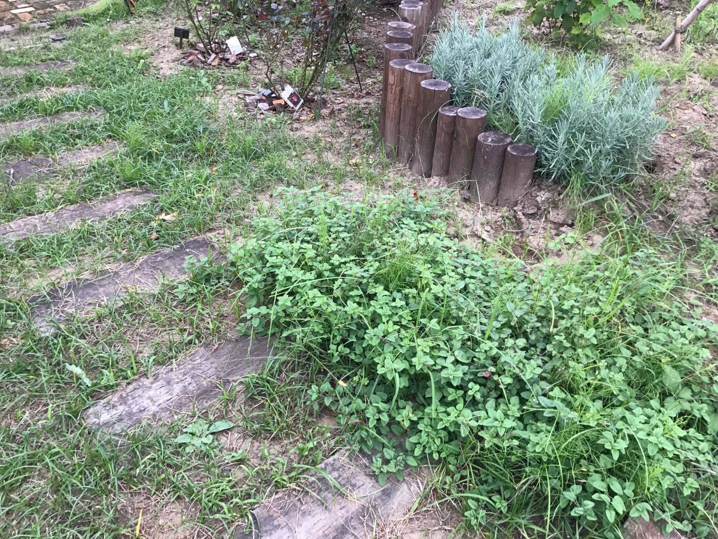 小道の際にオレガノを植栽しました。踏みつけても丈夫な子達です