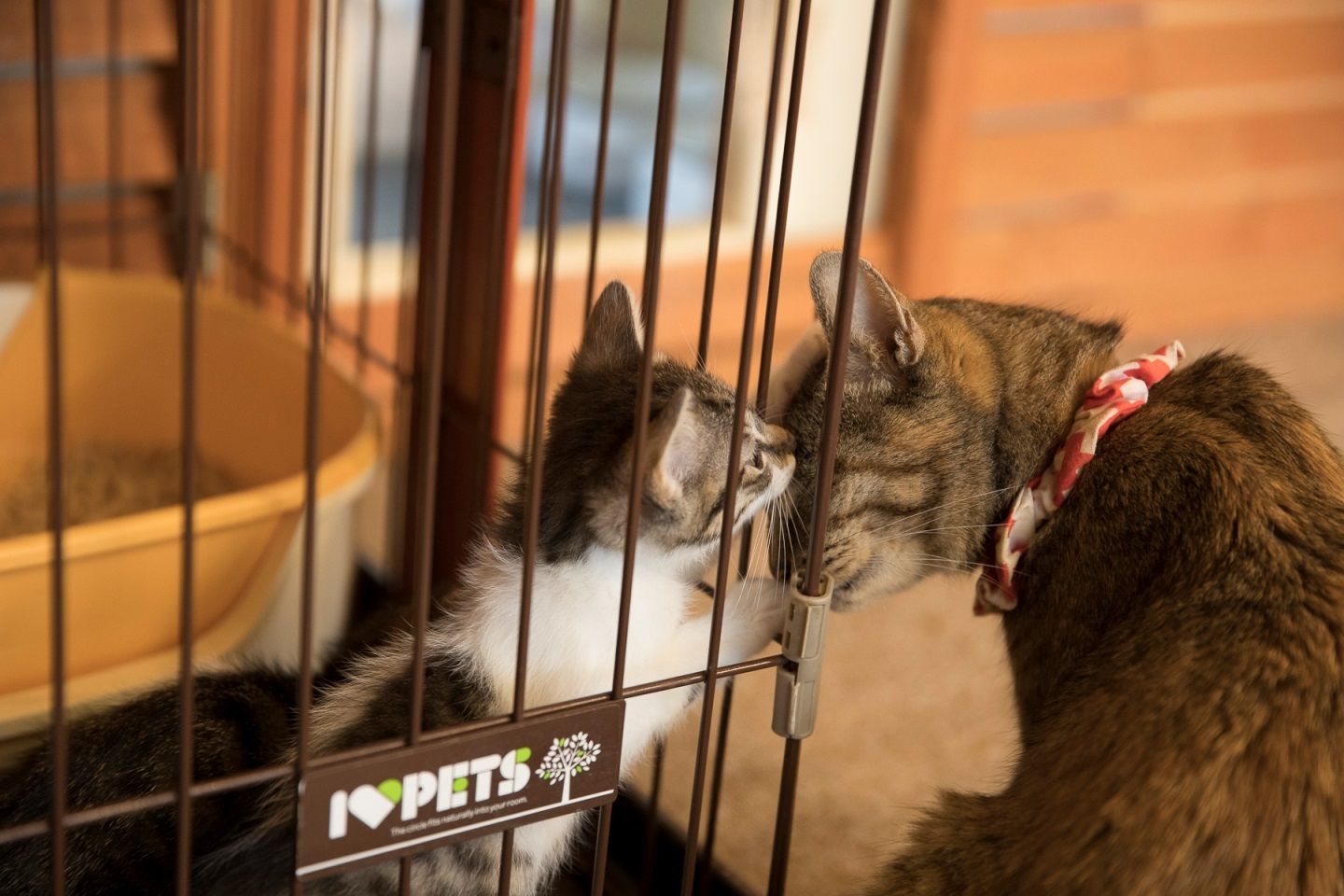母猫に甘える子猫