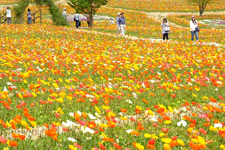 香山ラベンダーの丘のポピー
