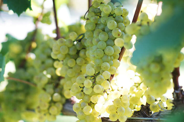 太陽の光を浴びて輝く、瑞々しいシャルドネ