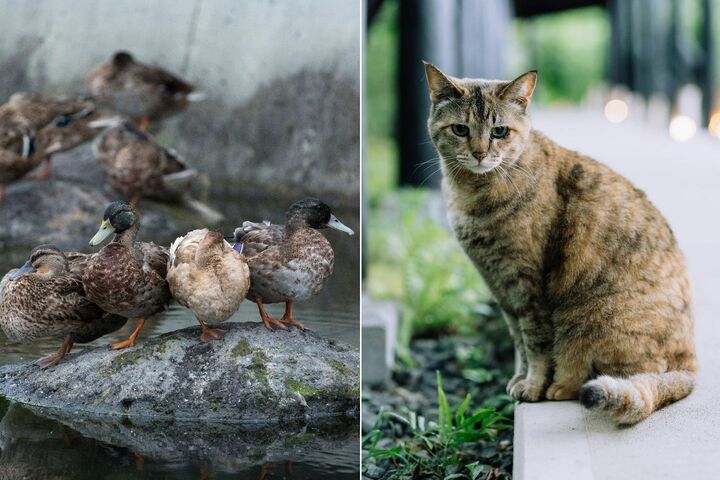 鴨と看板猫