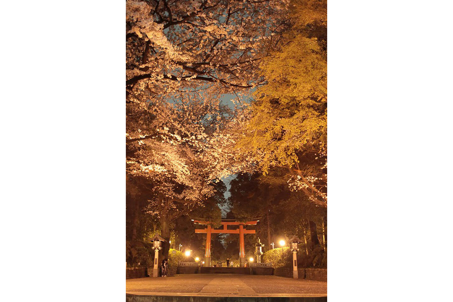 神社の境内に咲き乱れる桜と揺らめく篝火(かがりび)は、厳かで風情があります