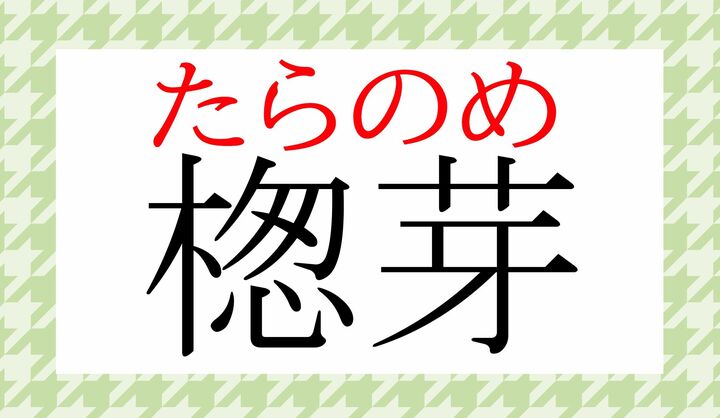 春においしい山菜ですね。