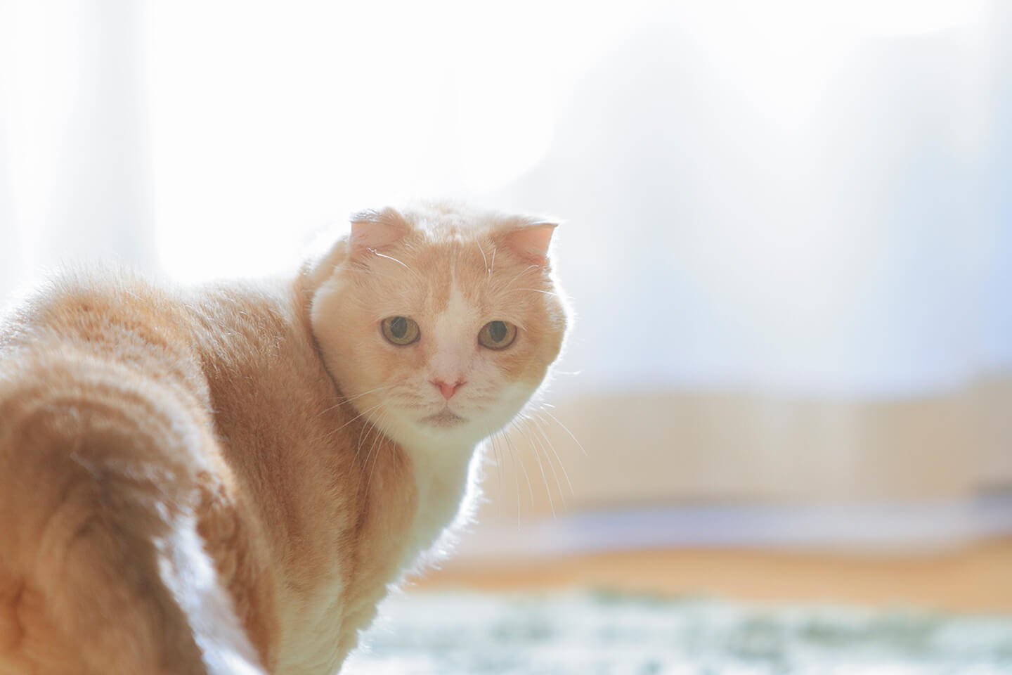 ドイさんが猫写真を撮るきっかけをつくってくれたこじろう君。2015年末17歳7か月で虹の橋を渡りました