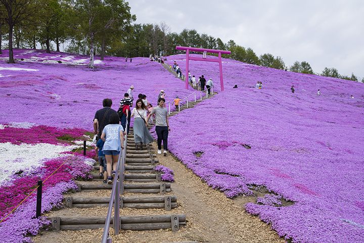 入口から丘を登る途中にあるピンク色の鳥居