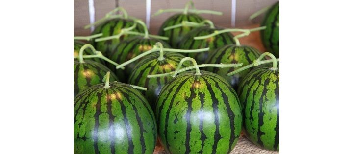 模様やへそ、ツルを見る ※写真は「最優秀賞受賞 大玉 すいか 植木スイカ 1玉」(モノックショップFRUITS・熊本)