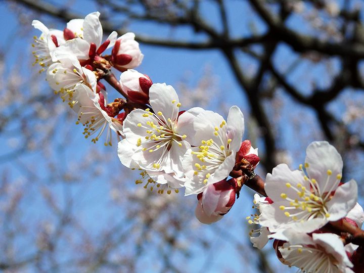 開花シーズンになると、梅林は美しい紅白の花と梅の甘く優しい香りに包まれる