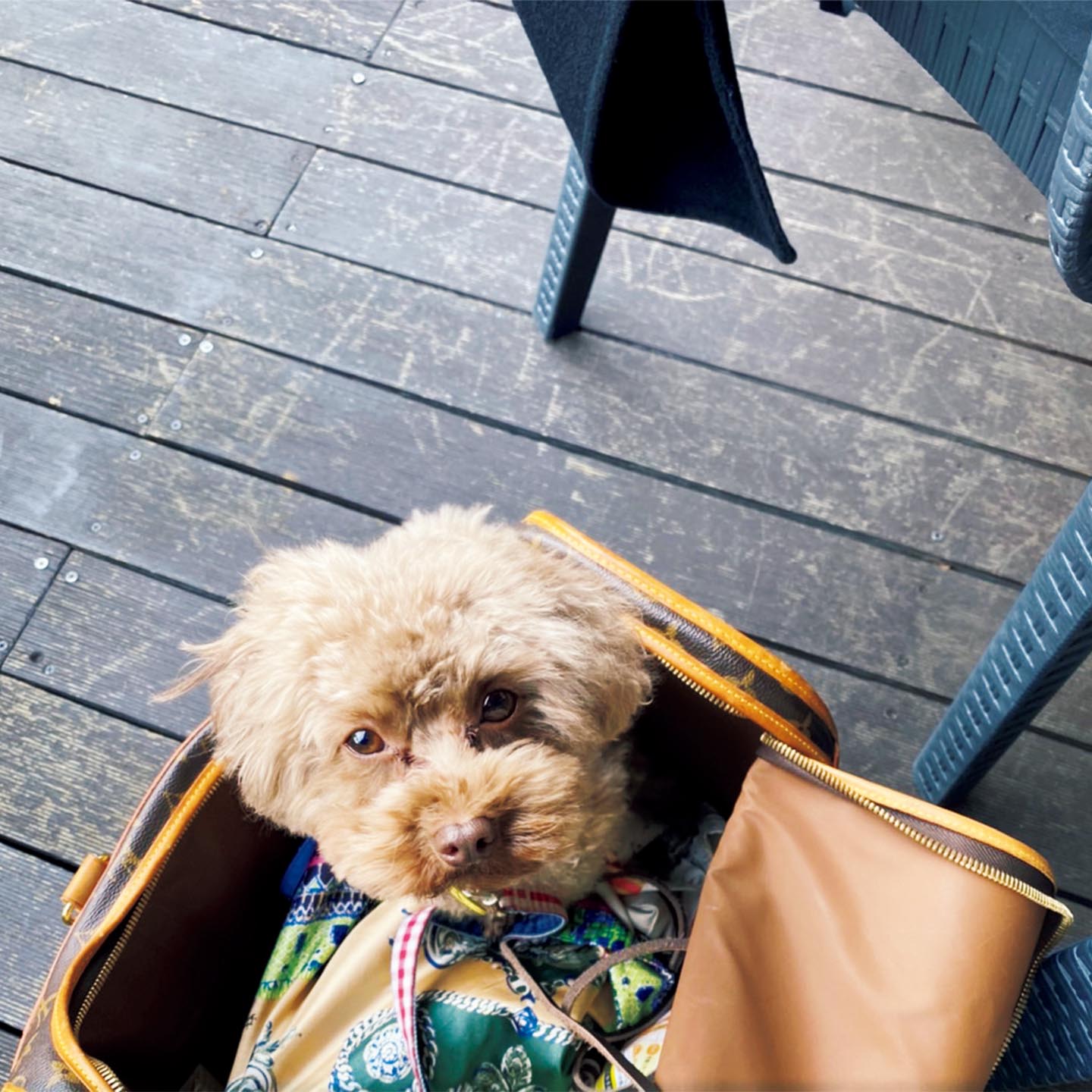犬_1