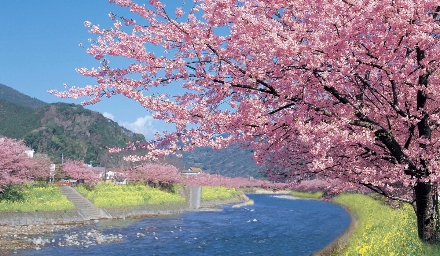 「界 伊東」河津桜と菜の花