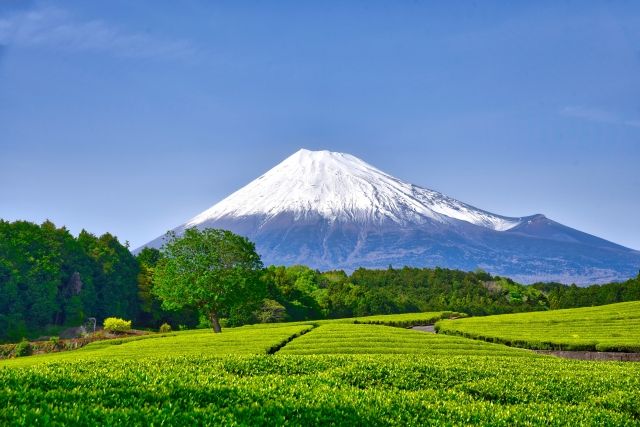 お茶の葉が芽吹く時期の富士山