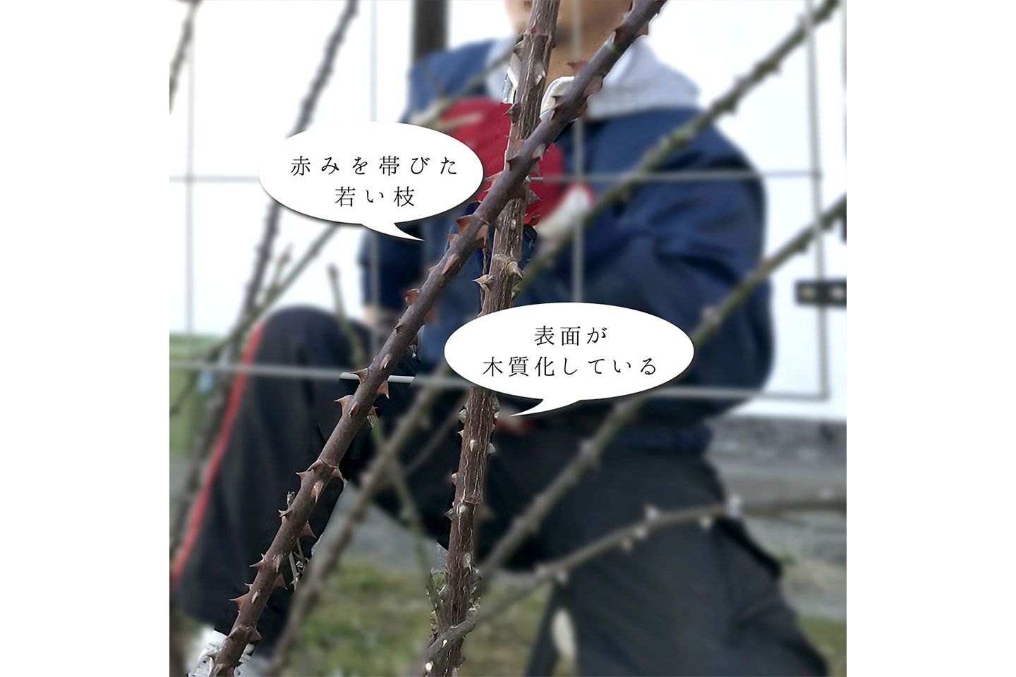 羽衣の古い枝と新しい枝の比較