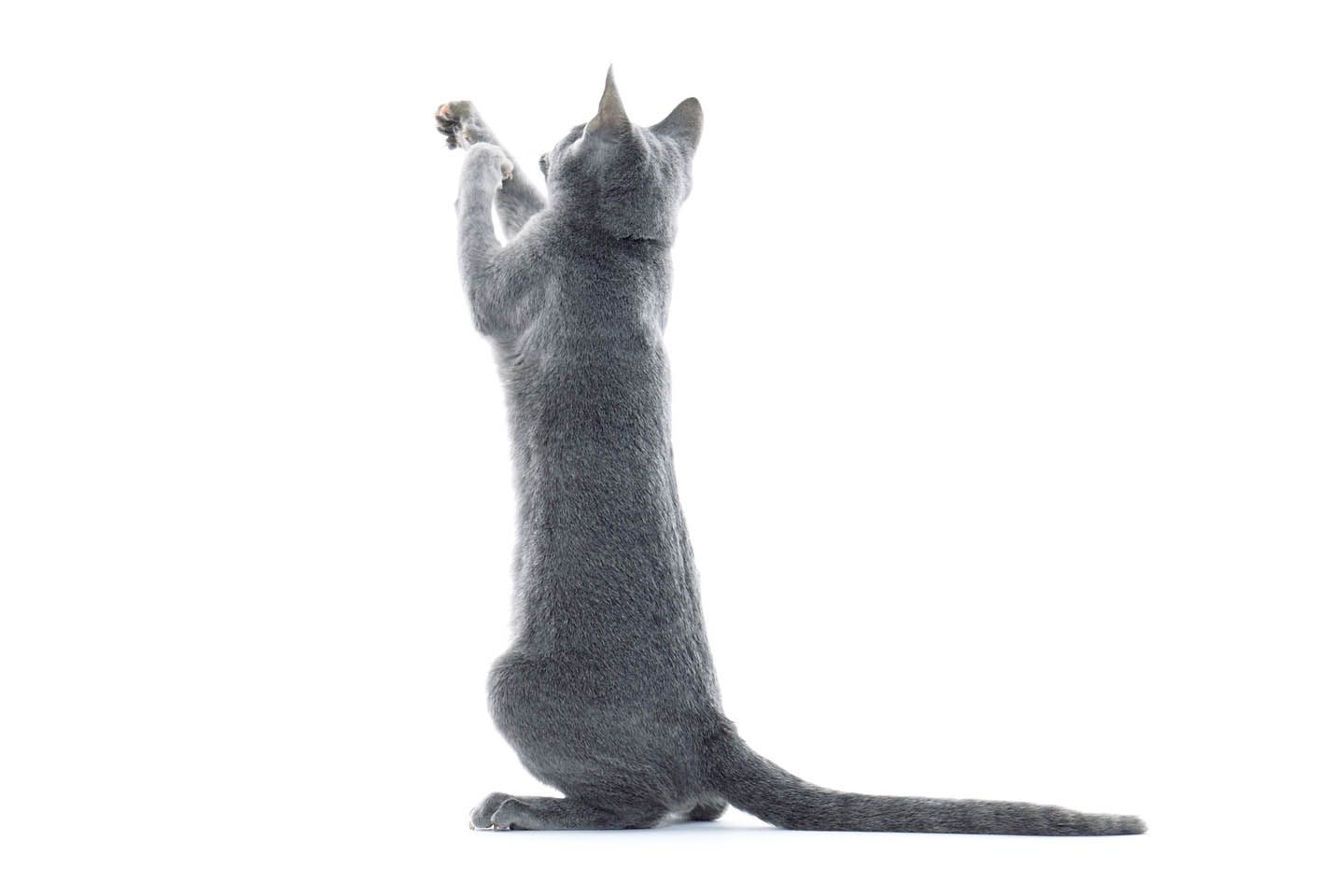 猫パンチをするロミくん