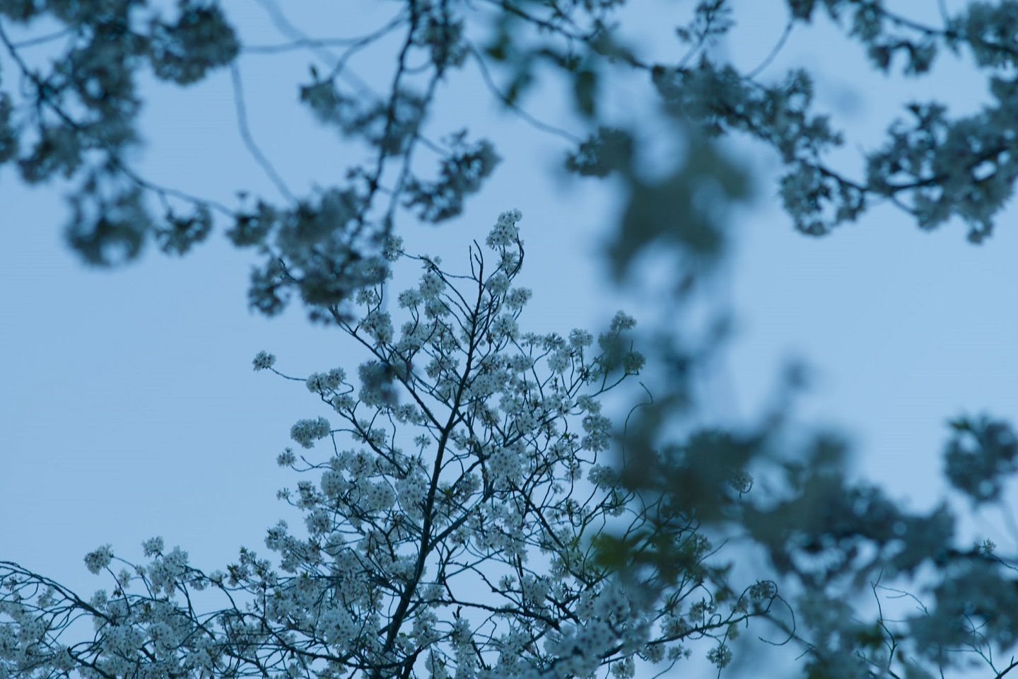 展覧会_7,stayathome_7,花_7