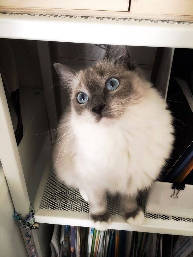高橋里奈さんの愛猫ベル