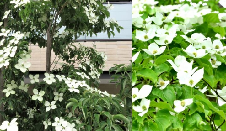 こちらが「四照花（やま○○○）」。ソメイヨシノと同程度から、高いものでは15ｍほどにも育つ木です。