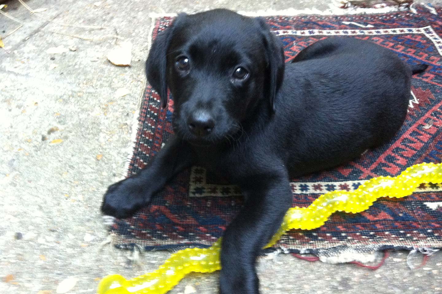 イギリス_6,犬_1