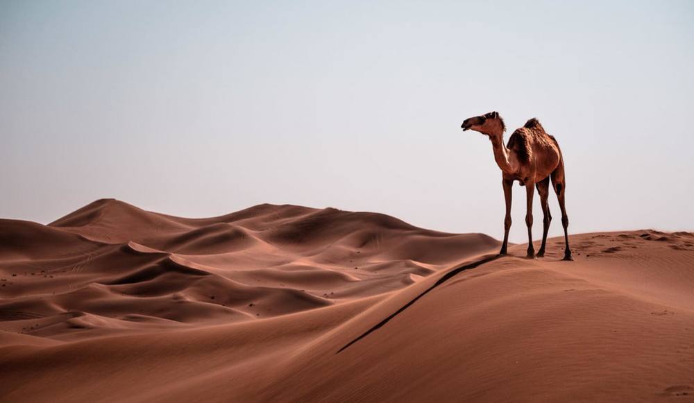 一生に一度は行きたい 見渡す限りぜんぶ砂漠 なアラブの絶景 Precious Jp プレシャス
