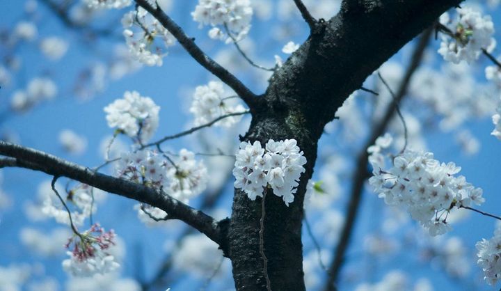 青空に映える桜の木