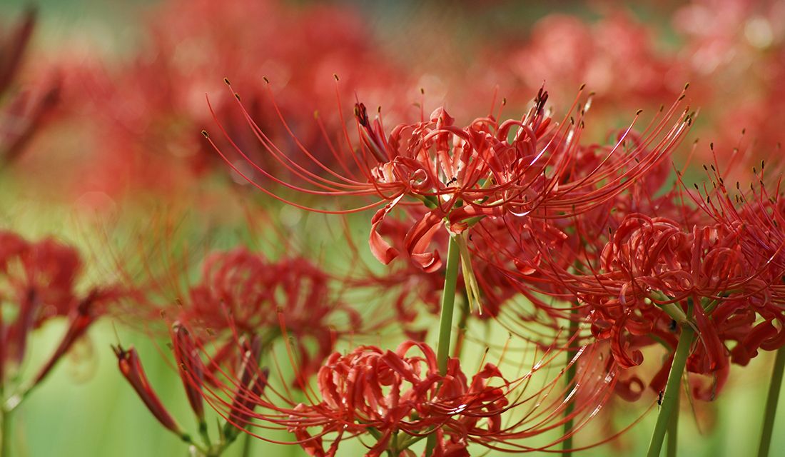 お彼岸の意味 年はいつから何日まで 春と秋 おはぎとぼたもち お盆との違いから お墓参りの由来やお彼岸にしてはいけないことまで Precious Jp プレシャス お彼岸の意味 年はいつから何日まで 春と秋 おはぎとぼたもち お盆との違いから お墓参りの由来やお彼岸にしてはいけないことまで Precious Jp プレシャス