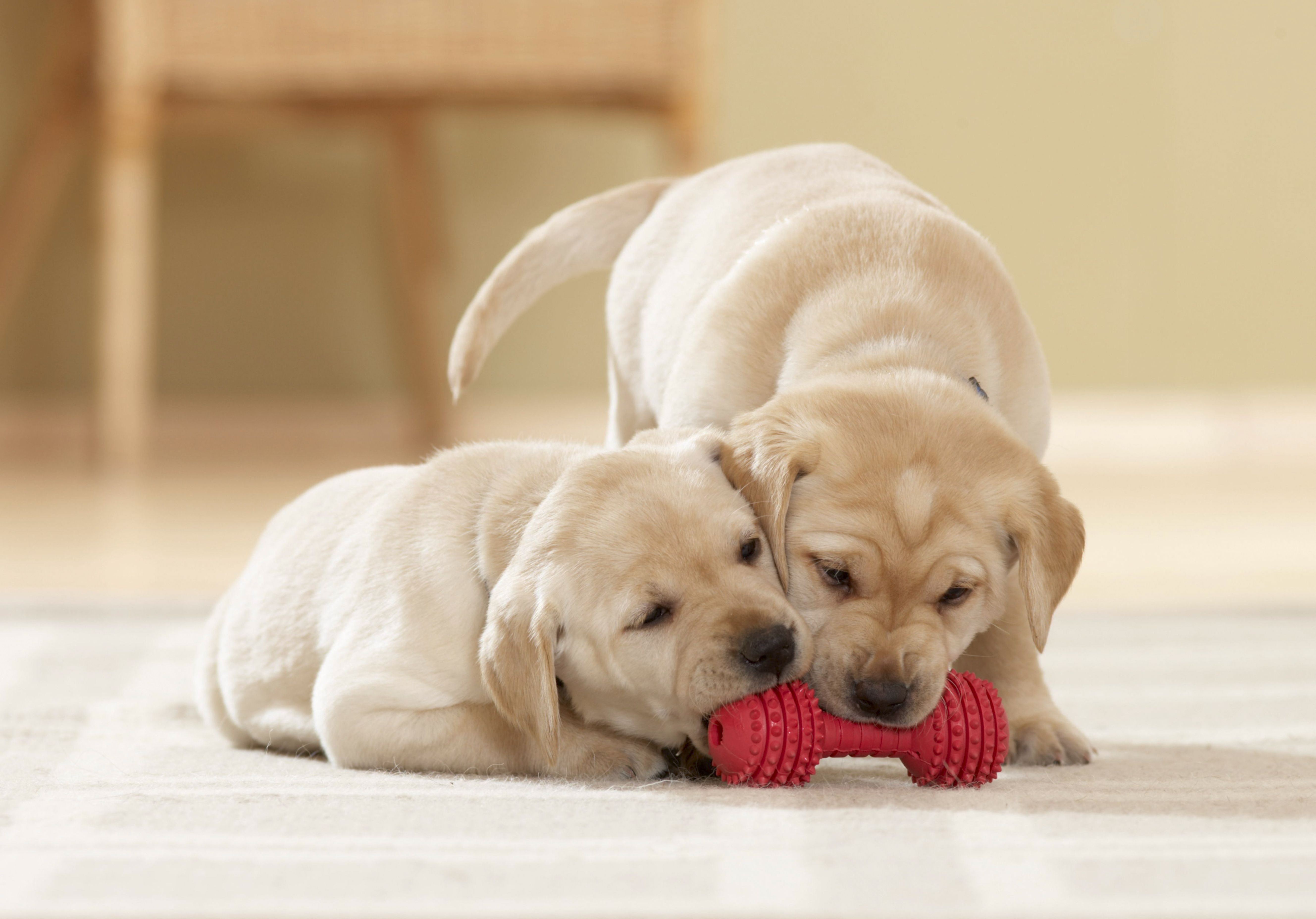 子犬2匹がひとつのおもちゃで遊んでいる画像