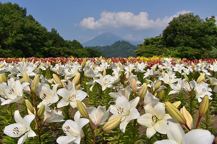 ユリの背景に見えるのは開山1300年祭を迎える大山