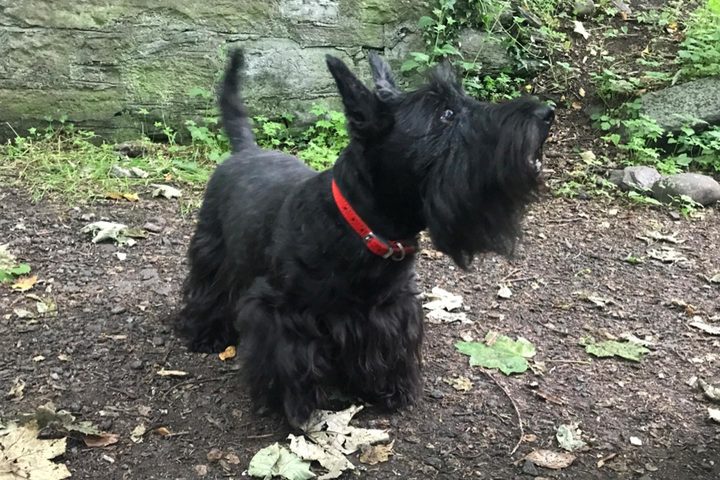 イギリス_16,犬_1