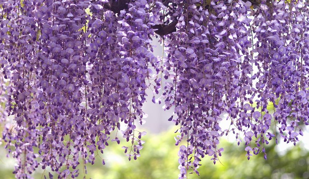 年の立夏はいつからいつまで 夏至との違いや意味と由来 季節の挨拶 立夏の候 の読み方と使い方を解説 Precious Jp プレシャス