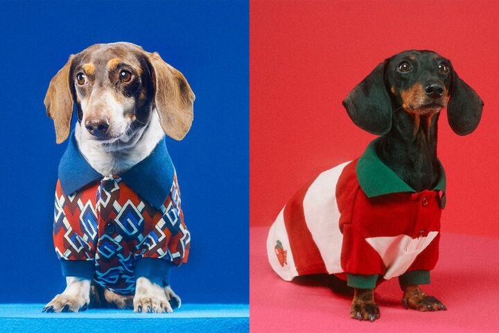 犬_5,猫_4,ペット_5