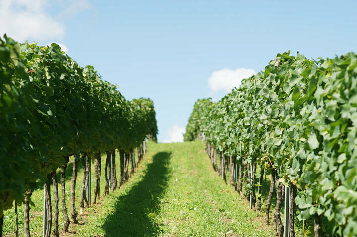 肥料は近隣の牧草を食べている馬のたい肥。醸造後のブドウの皮やかすは再び土に還す。循環型農業で育まれた土はフカフカで、畑を歩いていても心地いい