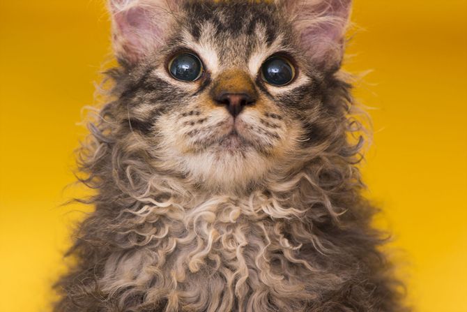 六本木・ミッドタウンの富士フイルムフォトサロンにて写真展『世界一美しい猫たち』開催