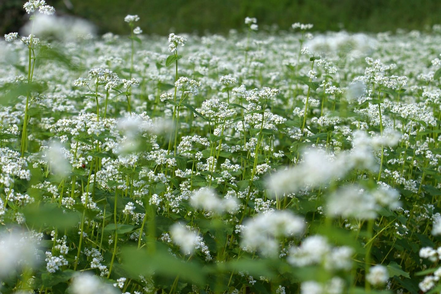 蕎麦の花