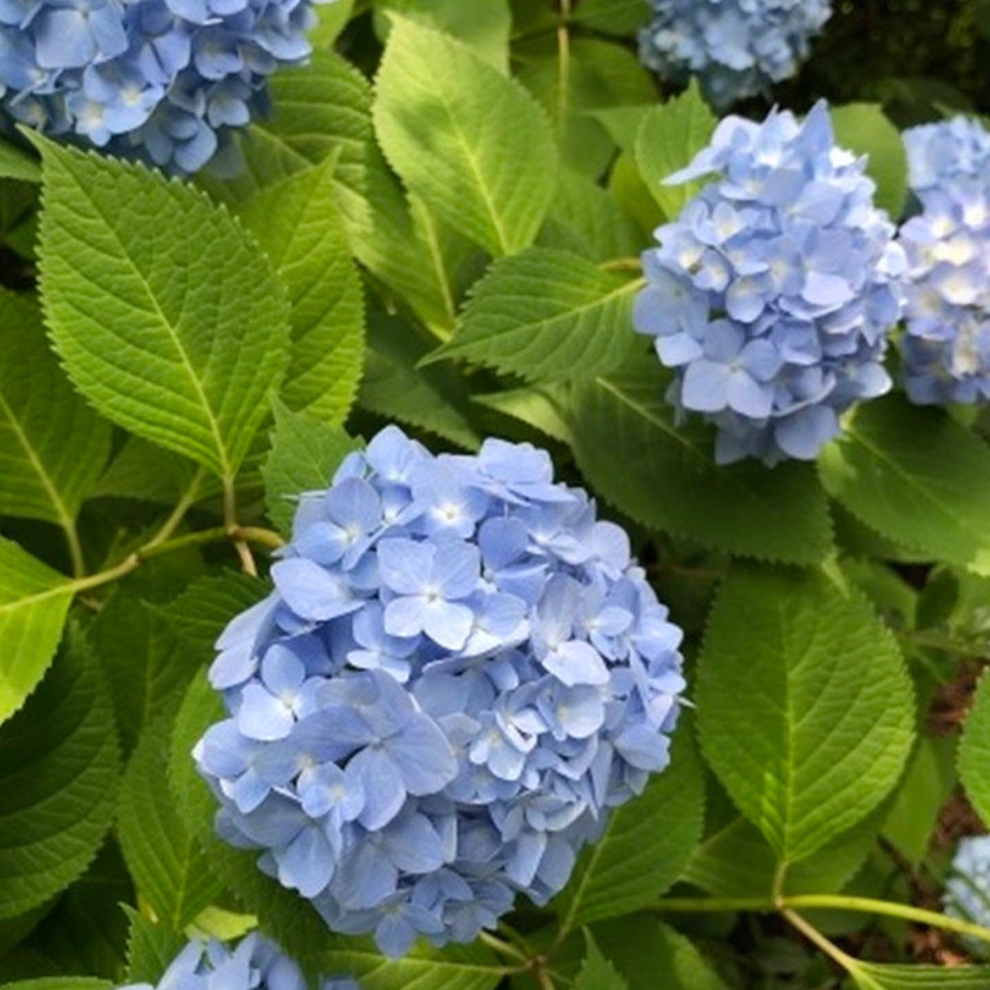 花_12