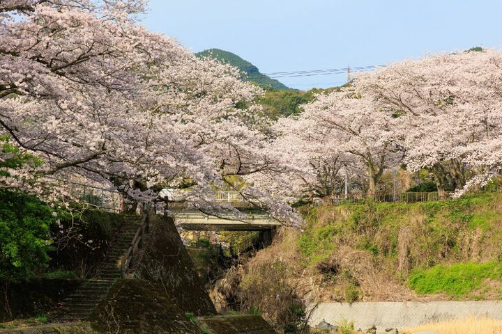 嬉野川沿いの桜並木