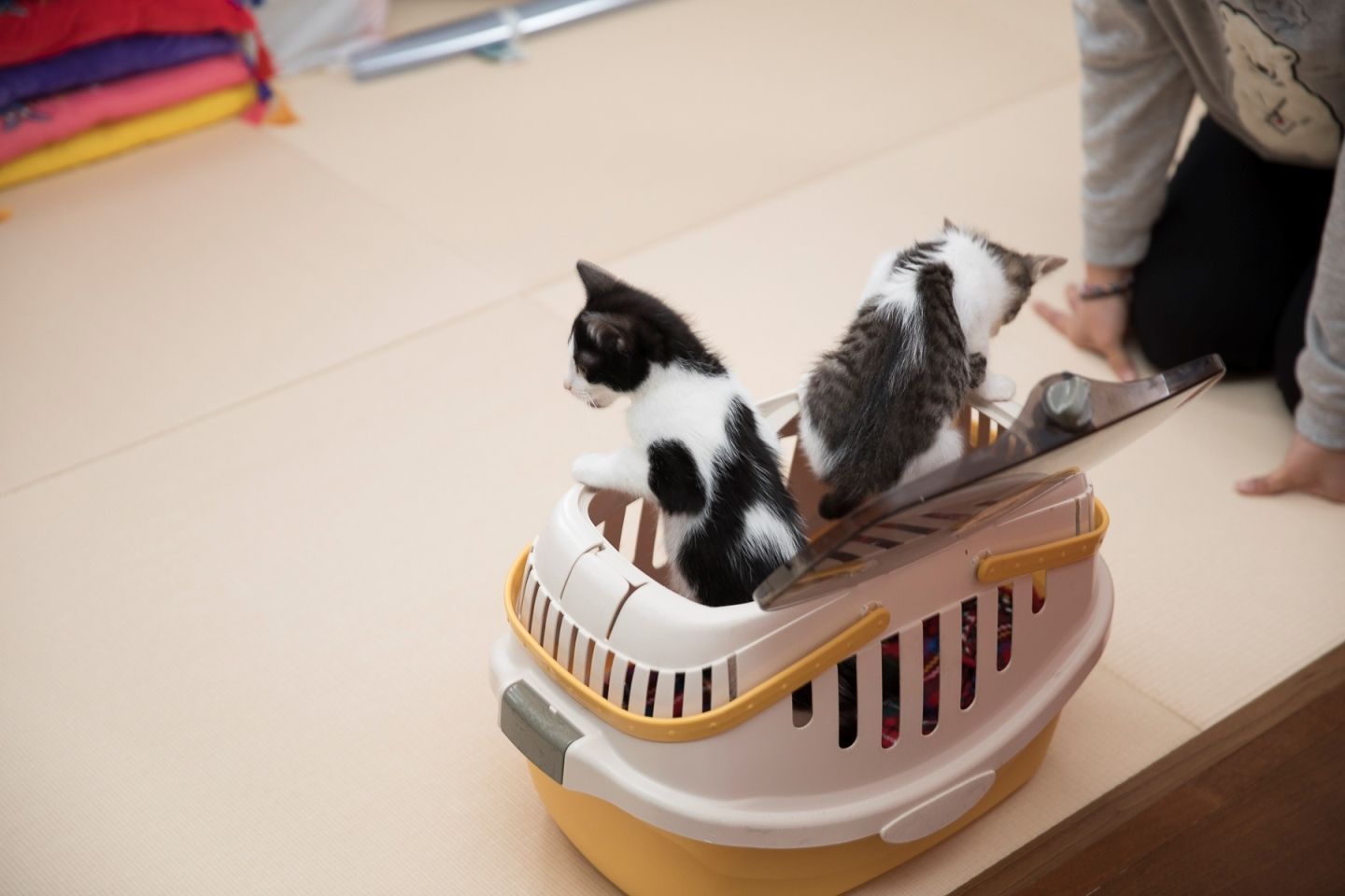 新しい飼い主とポムとチョビ