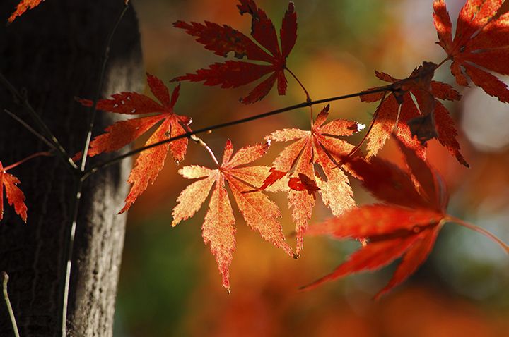 紅葉は秋の季語