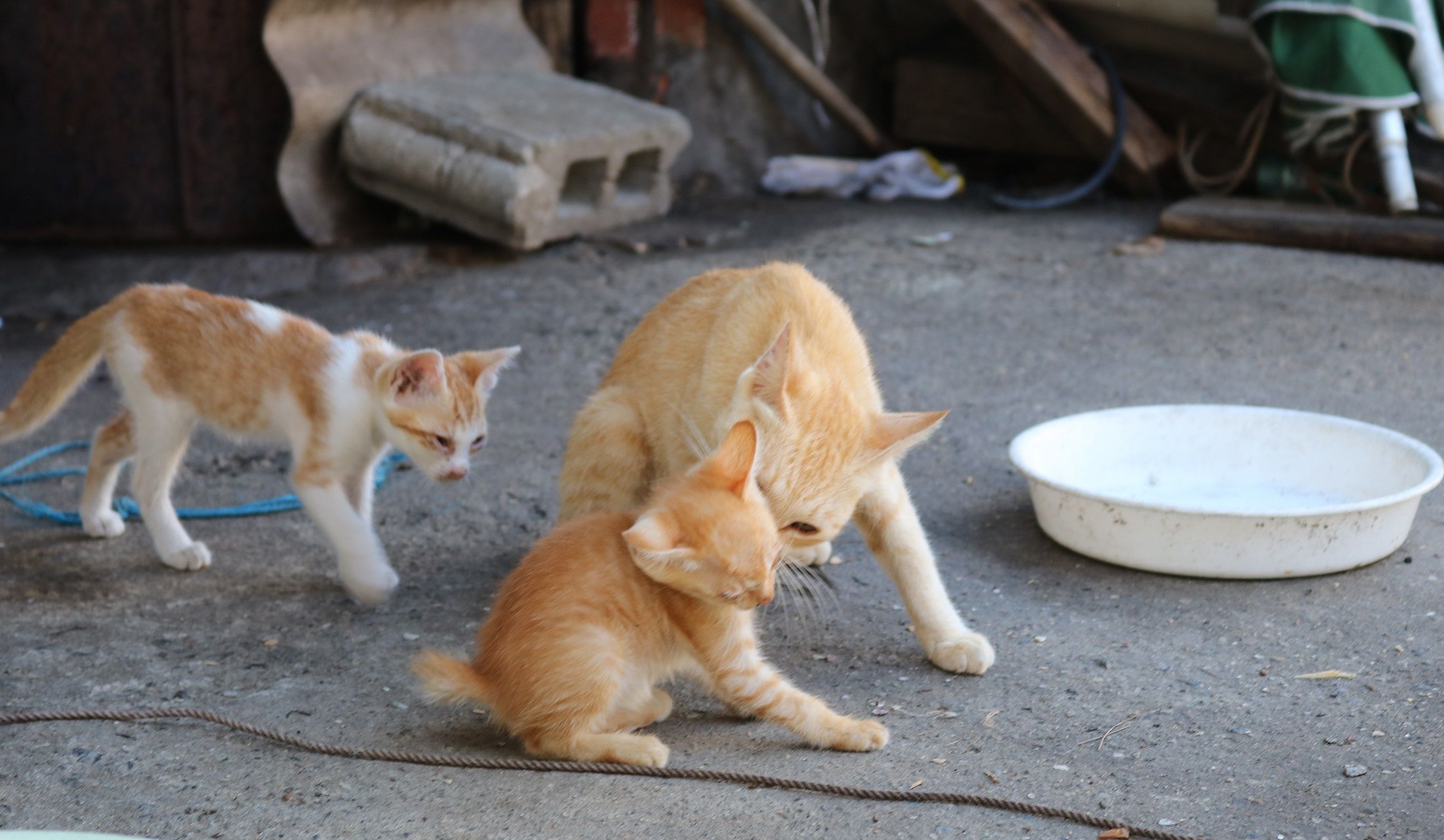 子猫の顔をなめる親猫