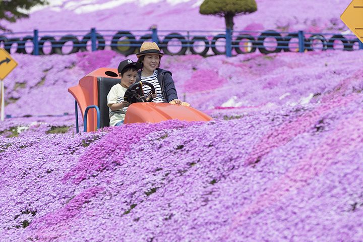 芝桜の中を豪快に駆け抜ける「ゴーカート」