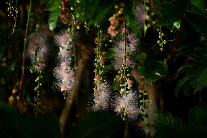 サリカバナの花
