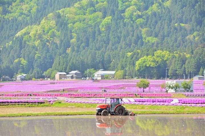 「シバザクラの里」のシバザクラ