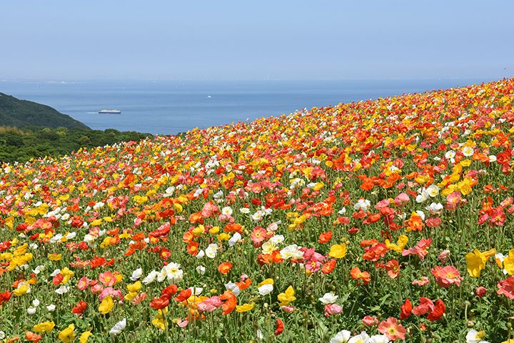 あわじ花さじきのポピー(兵庫県淡路市)