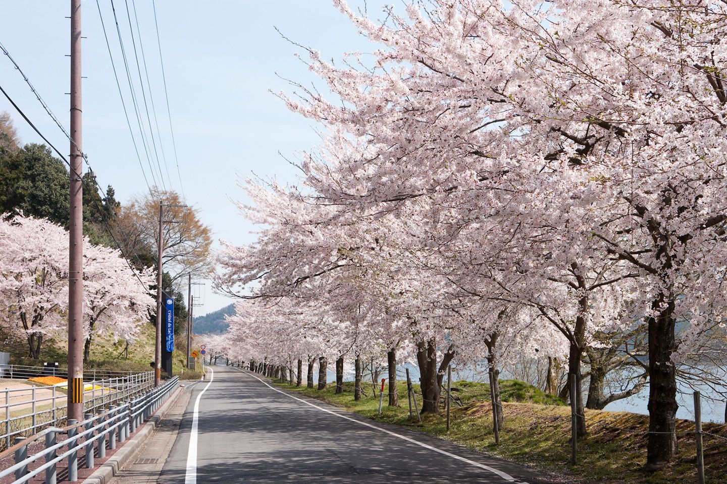 美しい桜を眺めながらのランチを楽しむ春の限定コースもあり。2019年3月21日(木)〜4月14日まで、1日10名限定で¥7,700(サービス料込、税別)の完全予約制。