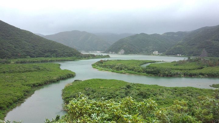 展望台から望めるマングローブ林の全景
