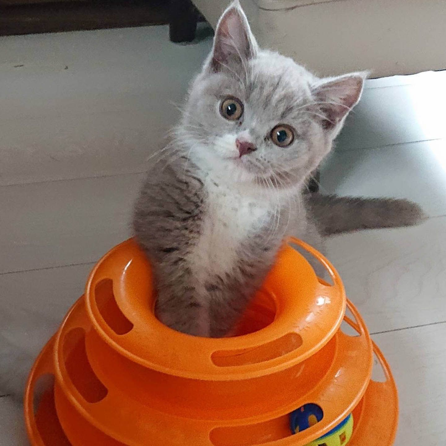 猫_4