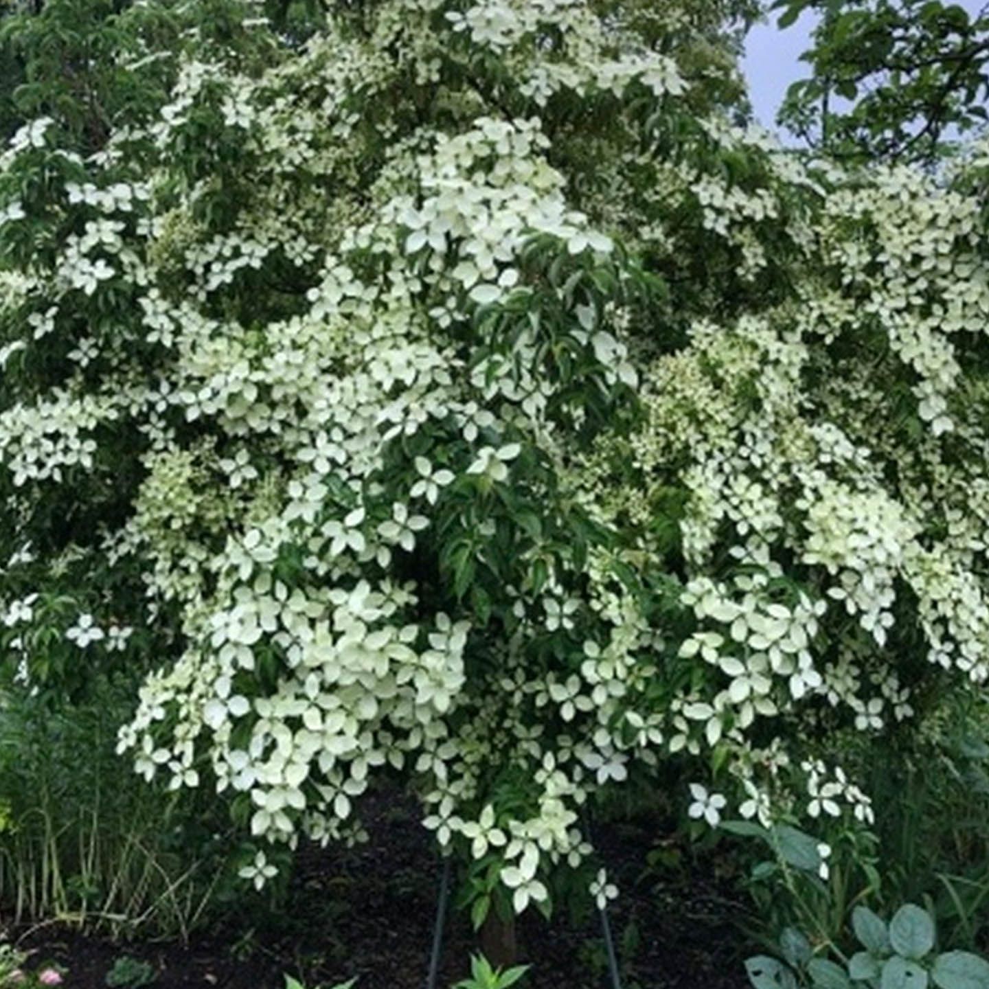 花_15