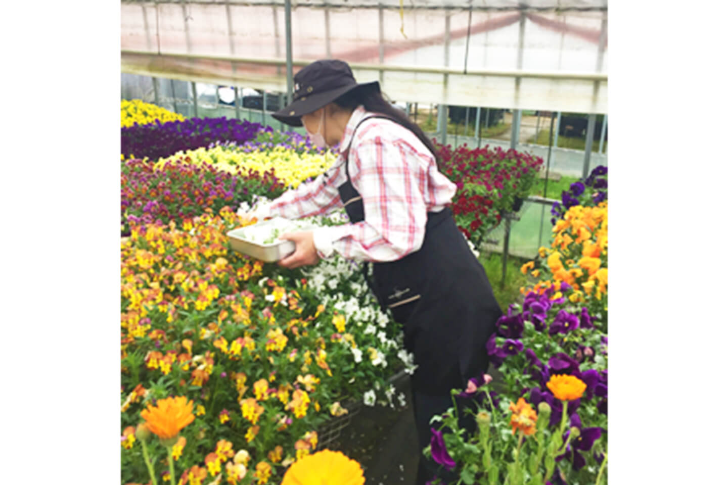生産者の多くは、化学農薬を使わずにエディブルフラワーを育てています/エディブルフラワー専門店HanaLabo