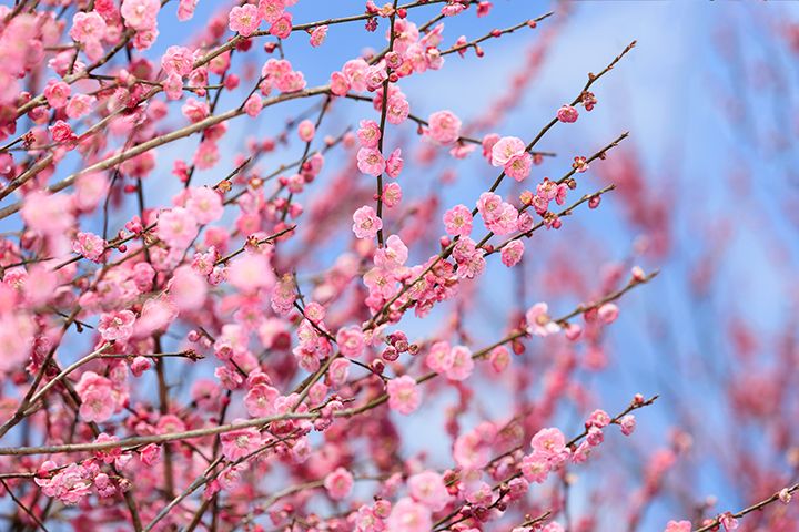 2020年の春分の日はいつ?