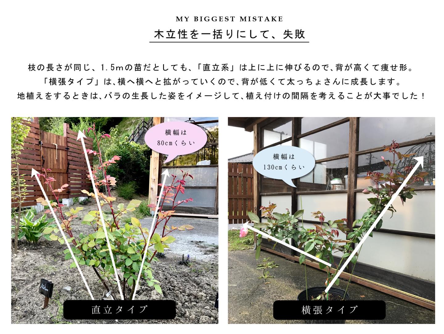 木立ち性ののバラの直立タイプと横張りタイプの違い