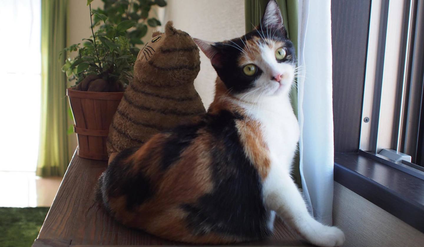 猫と暮らす永谷亜矢子さんのおしゃれインテリア部屋