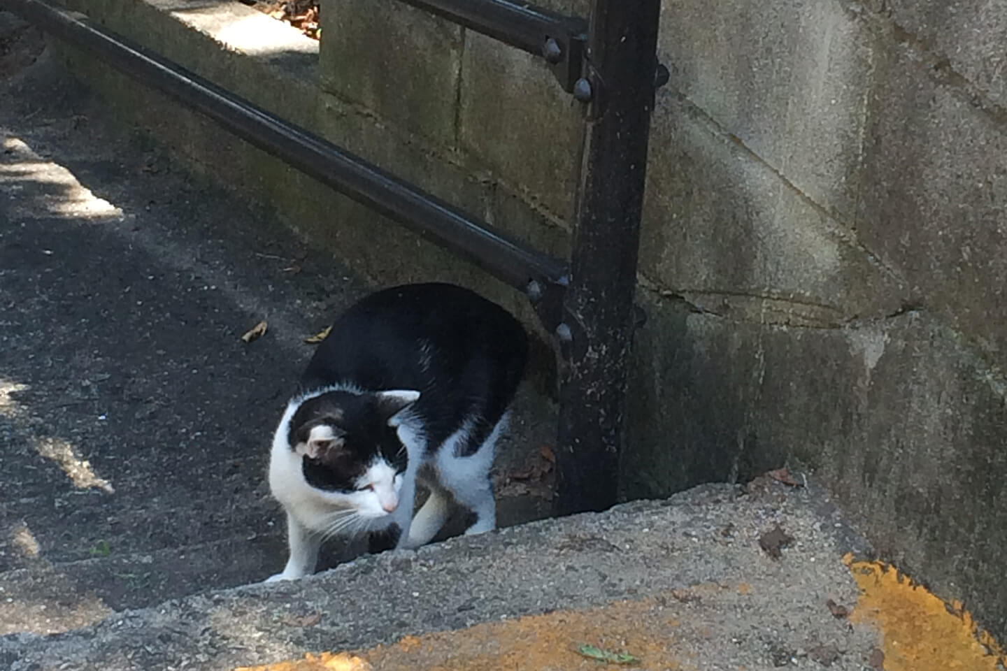 出会った猫ちゃん。近くの公園でそっくりな子を見かけたのは兄弟?