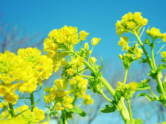 菜の花